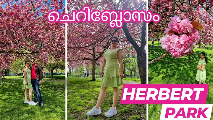 Cherry Blossom in Herbert Park, Ireland – Malayalam Travel vlog
