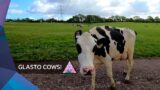 The Worthy Farm Cows (Glastonbury 2022)