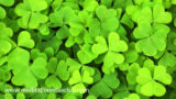 The Best St. Patrick’s Day Music – 7+ Irish Songs to Get You in the Saint Patrick’s Day Spirit