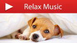 Music for Pets While You Are Gone – Separation Anxiety Relief for Dogs and Cats