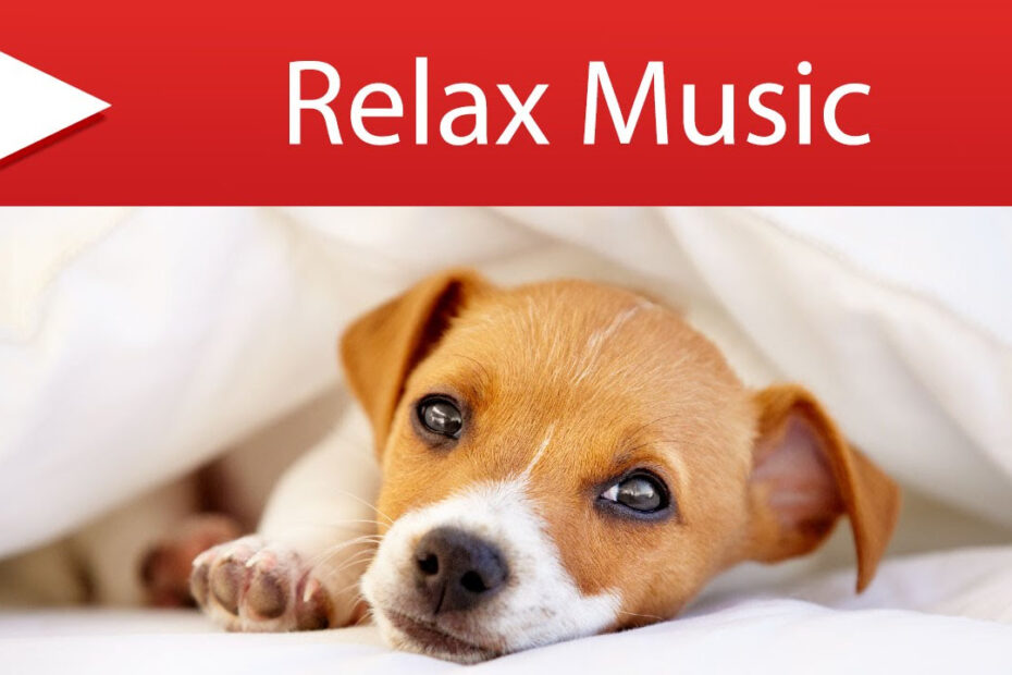 Music for Pets While You Are Gone – Separation Anxiety Relief for Dogs and Cats