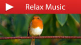 Relax with Nature Sounds: 8+ Hours of Birds Singing