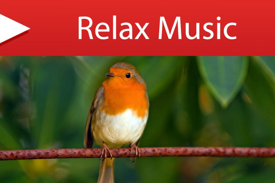 Relax with Nature Sounds: 8+ Hours of Birds Singing