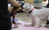 Yoga with the Lovely Dogs by Puppy Yoga