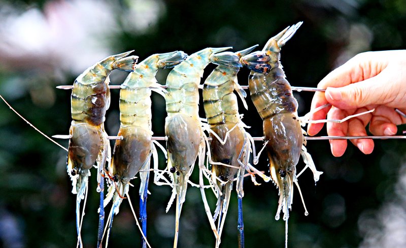 Shrimping Experience in Yilan by Lan Yang Crab