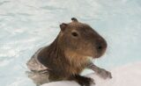Pingtung Kenting Paradise of capybara Ticket