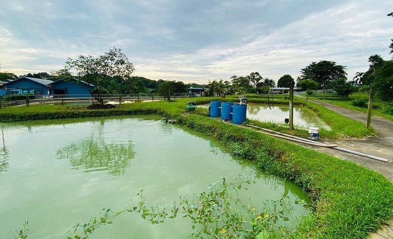 Agriculture and Fish Farming Sustainability Tour at Jalan Lekar