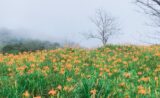 Taimal Daylily Day Tour From Taitung