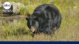 Man killed on his property in unprovoked bear attack in Arizona