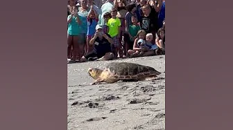 Rehabilitated sea turtle returns to ocean