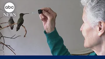 Woman turns home into clinic for ailing hummingbirds | ABC News