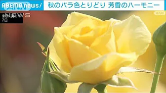 神代植物公園 甘い香りに包まれて…秋のバラ見頃 約300品種5000株 東京・調布市(2023年10月7日)