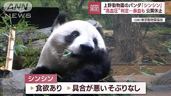上野動物園のパンダ「シンシン」公開休止　“高血圧”判定…鼻血も(2023年9月29日)