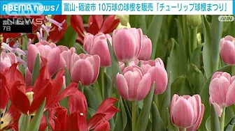 富山「チューリップ球根まつり」皇室献上の限定セットや福袋など150品種10万球を販売(2023年10月7日)