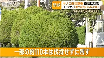 “キノコ形”街路樹伐採に一部住民が反発「いきなり切るとは」　千葉・浦安のシンボル(2023年9月12日)