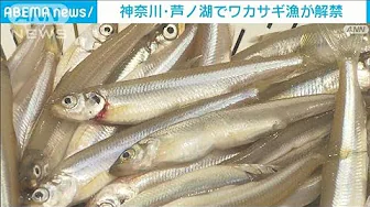 芦ノ湖のワカサギ漁解禁　生育順調な今季は豊漁に期待(2023年10月1日)
