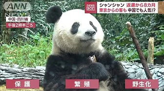上野動物園生まれ　シャンシャン返還から8カ月　中国でも人気！？　東京からの客も(2023年10月9日)