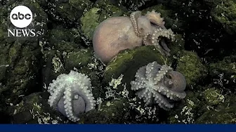 Deep-sea octopus nursery discovered off coast of Costa Rica
