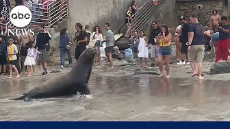 Sea lions charge towards crowd after tourists get too close l GMA