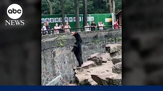 Chinese zoo sees skyrocketing attendance after video of sun bear goes viral l GMA