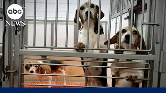 4,000 beagles find their forever families