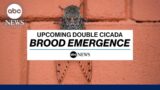What to expect from the upcoming double cicada brood emergence