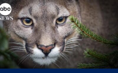 Mountain lion attack in Northern California