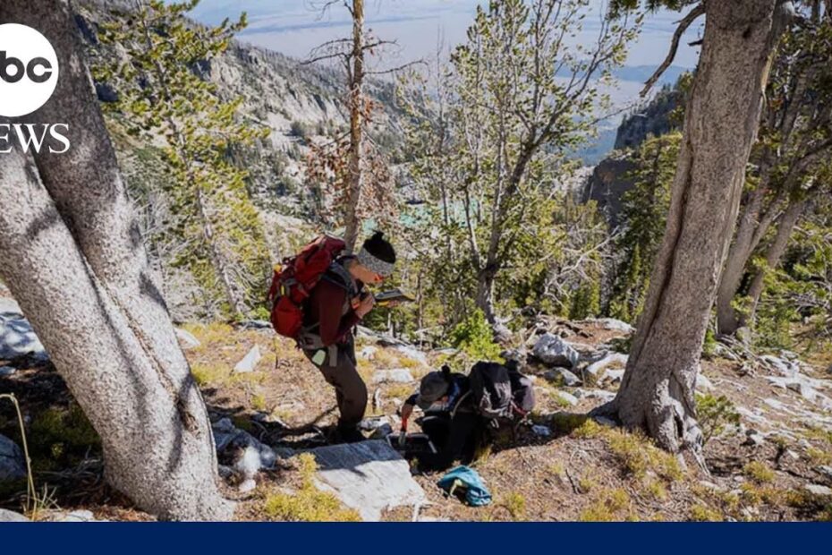 The fight to save the whitebark pine, a critical tree species found in national parks