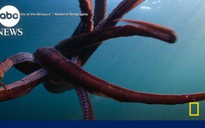 New National Geographic docuseries explores the ‘Secrets of the Octopus’