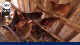 CDC issues urgent alert bird flu