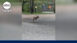 Coyote spotted roaming in Central Park