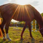 Tamsui Horse Riding Experience in New Taipei