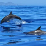 Dolphin Swim and Snorkel With Ocean Activities in Oahu