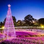 Tochigi Prefecture Bus One-Day Tour: Ashikaga Flower Park Light Show & All-You-Can-Eat Strawberry Picking & Orihime Shrine (Departing from Tokyo)