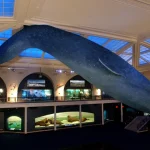 American Museum of Natural History Tickets – NYC