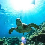 Iriomote Island/Half-day Barasu Island Boat Snorkeling Experience (Okinawa)