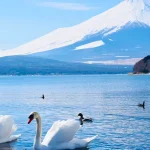 [Mt. Fuji Swan Boat or Hot Spring Tour] Mt. Fuji 5th Station & Oshino Hakkai & Yamanakako Swan Boat or Red Fuji Hot Spring One-Day Tour (Depart from Tokyo)