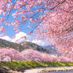 Kawazu-zakura, Joren Falls & Izu Shuzenji One Day Tour