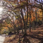 [One-day maple viewing tour in Izu] Shuzenji Niji no Sato & Shuzenji Natural Park & Shuzenji Hot Spring