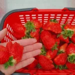 Strawberries Picking Experience in Miaoli by Ji Xuan Farm