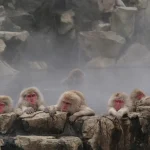 Snow Monkey Park & Miso Production Bus Tour from Nagano/Tokyo