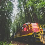 Wolf Tree Turn Scenic Train Tour in Mendocino