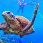 Xiaoliuqiu Snorkeling experience and swimming with sea turtles Discount for multiple people