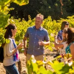 Sonoma Valley Half Day Wine Country Tour from San Francisco