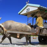 Iriomote Island and Yubu Island Day Tour (Depart from Ishigaki in Okinawa)