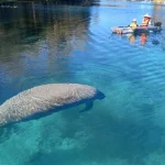 Manatees and Monkeys Clear Kayak or Clear Paddleboard Adventure at S