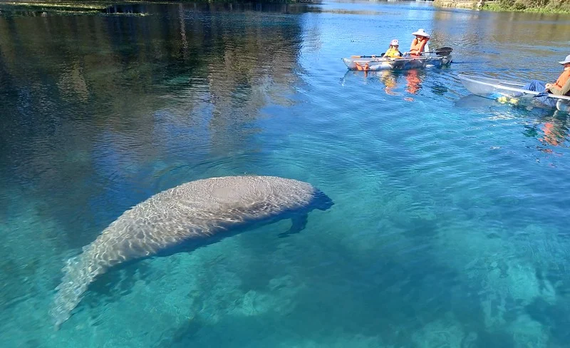 Manatees and Monkeys Clear Kayak or Clear Paddleboard Adventure at S