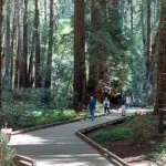 Muir Woods and Sausalito Small-Group Tour from San Francisco