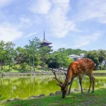 Nara Todaij-i Temple &  Naramachi Half Day Walking Tour