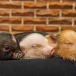 Private Room Mini Pig Cafe with Feeding Experience in Yokohama